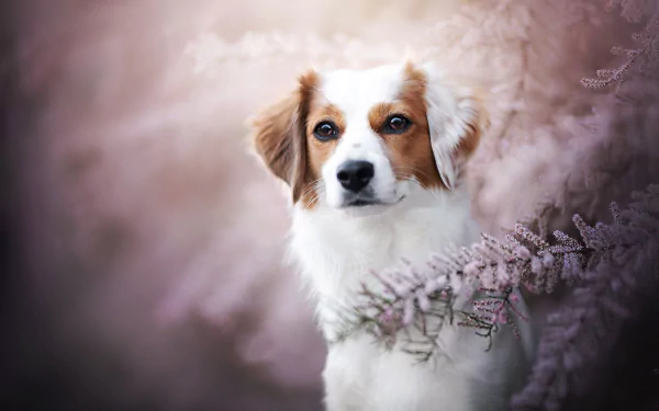dog Animal Kooikerhondje HD Desktop Wallpaper | Background Image