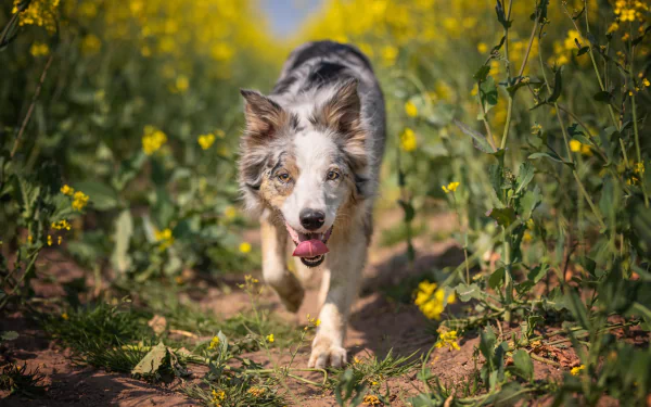 dog Animal australian cattle dog HD Desktop Wallpaper | Background Image