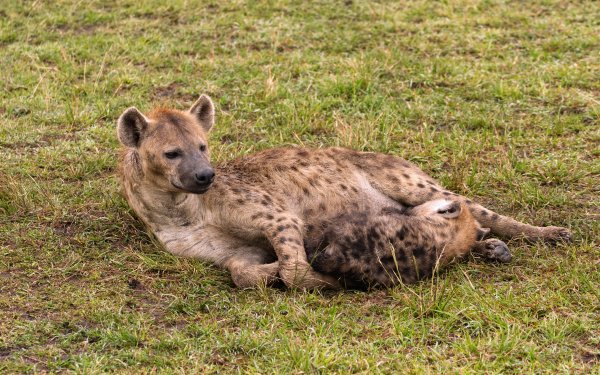 Kenya Maasai Mara National Reserve baby animal Animal Spotted Hyena HD Desktop Wallpaper | Background Image