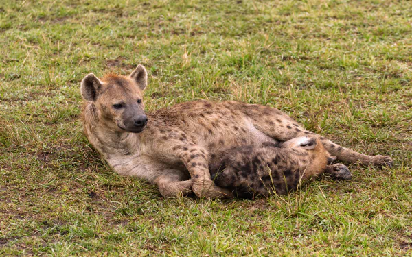  Spotted Hyena and Cub