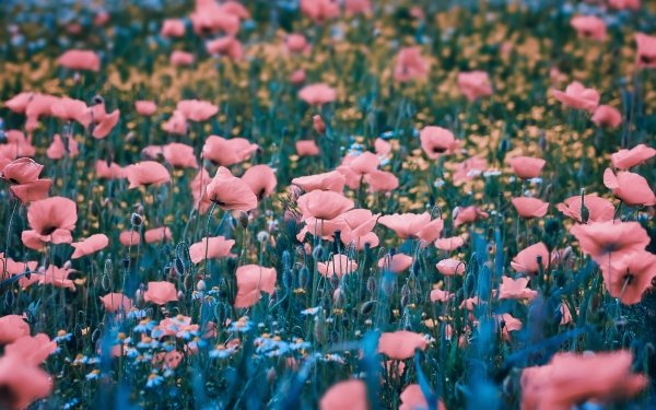 Earth Poppy Flowers Flower Pink Flower Summer HD Wallpaper | Background Image