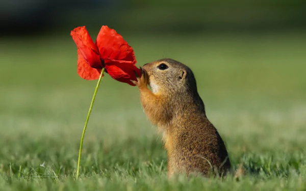  Gopher Smelling a Flower 🌹