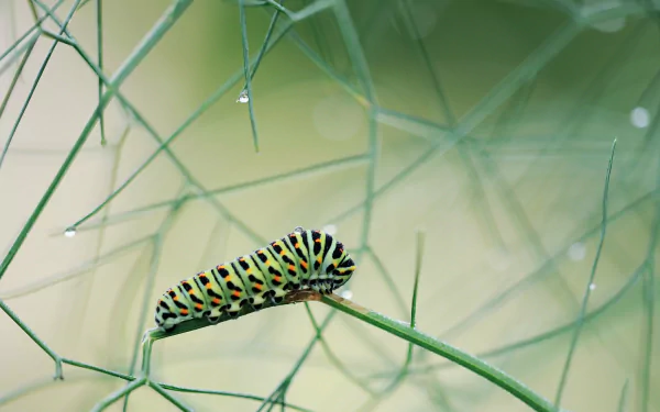 Close-up of a colorful caterpillar (insect, animal) on a thin green stem among lacy foliage and soft bokeh — 4K Ultra HD PC desktop wallpaper and background.