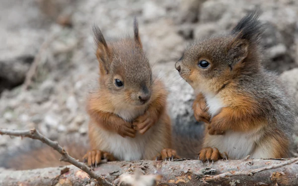 Close-up of two squirrels, small rodents, sitting on a branch against a rocky background, captured in high detail for a 4K Ultra HD PC desktop wallpaper.