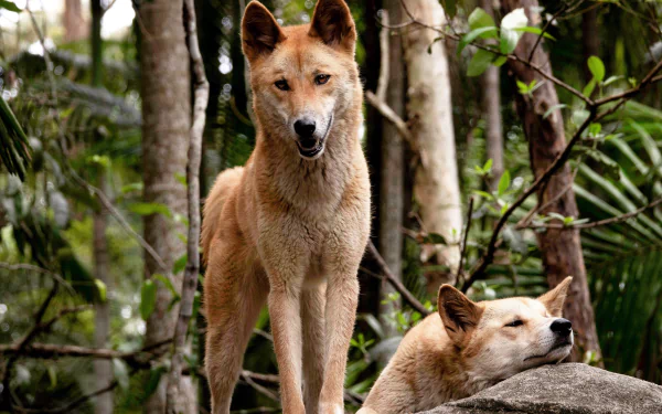 Animal — two dingoes in a lush forest, one standing alert and one resting on a rock; 2K Quad HD PC desktop wallpaper/background.