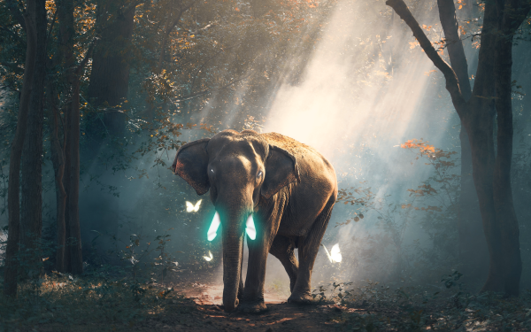 Animal Asian Elephant Elephants Glow Butterfly HD Wallpaper | Background Image