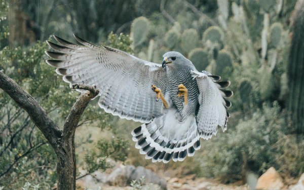 4K Ultra HD PC desktop wallpaper: grey hawk (bird, animal) in mid-flight, wings spread and talons extended toward a branch over a cactus-studded desert background.