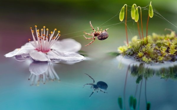 Animal Spider Spiders Flower Macro Reflection Insect HD Wallpaper | Background Image
