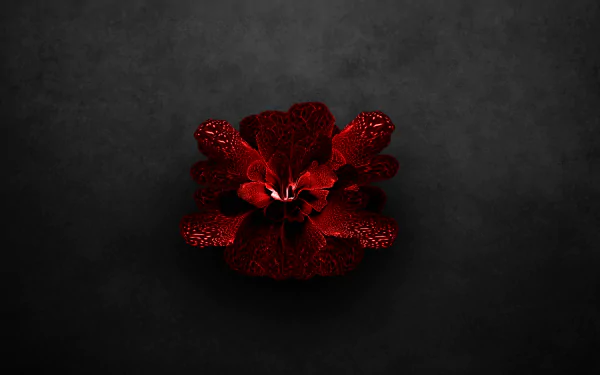 red flower artistic flower HD Desktop Wallpaper | Background Image