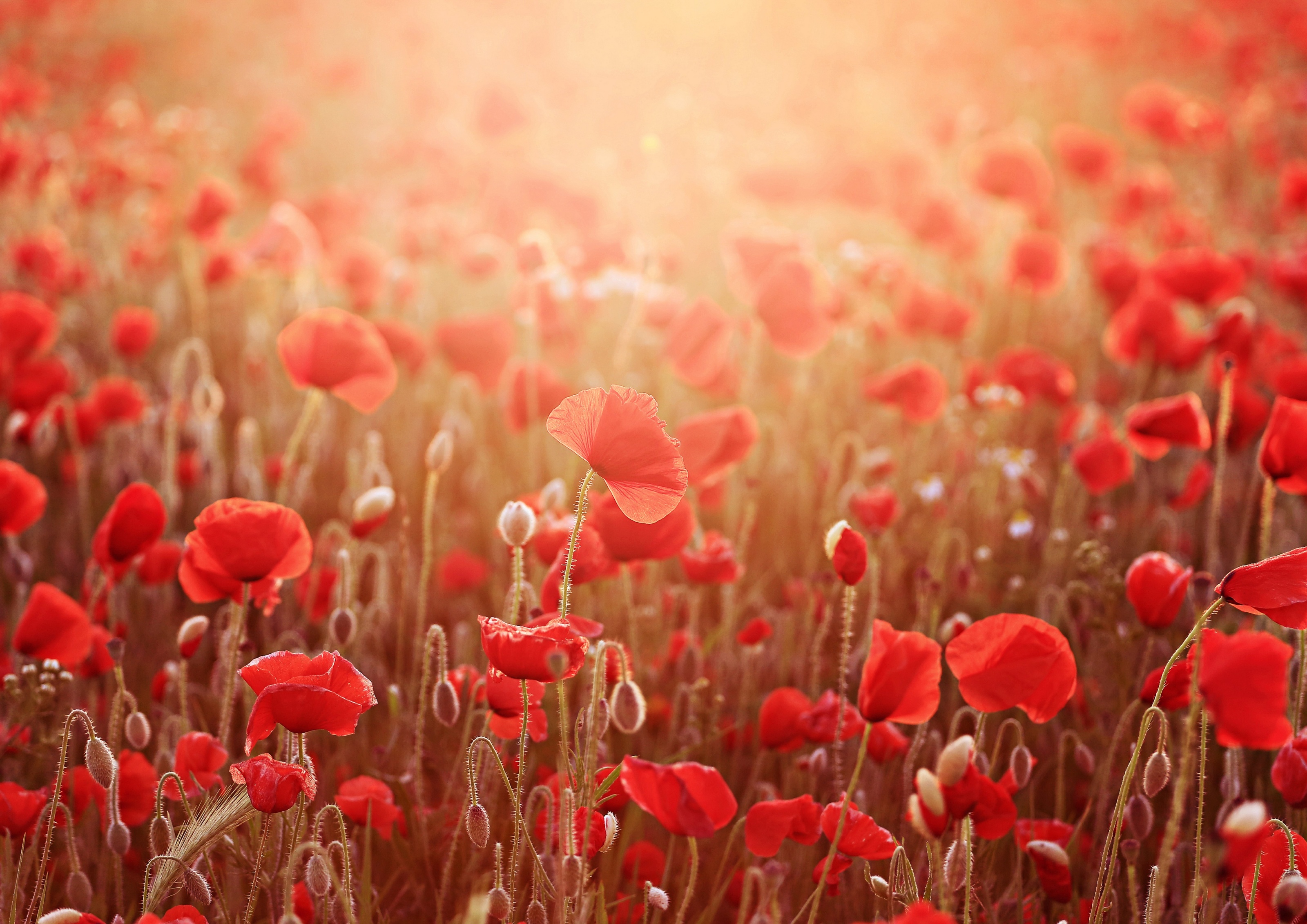 nature-poppy-hd-wallpaper