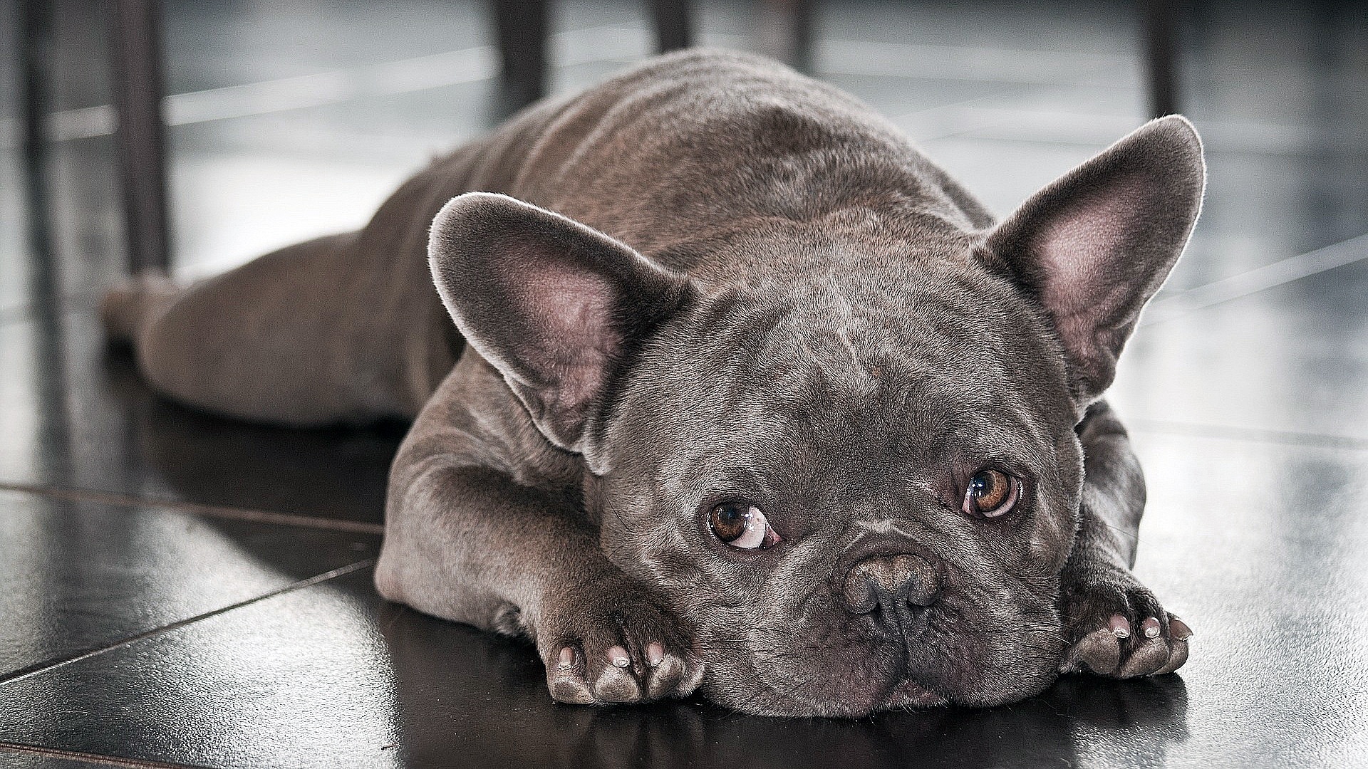 Download Dog Animal French Bulldog HD Wallpaper