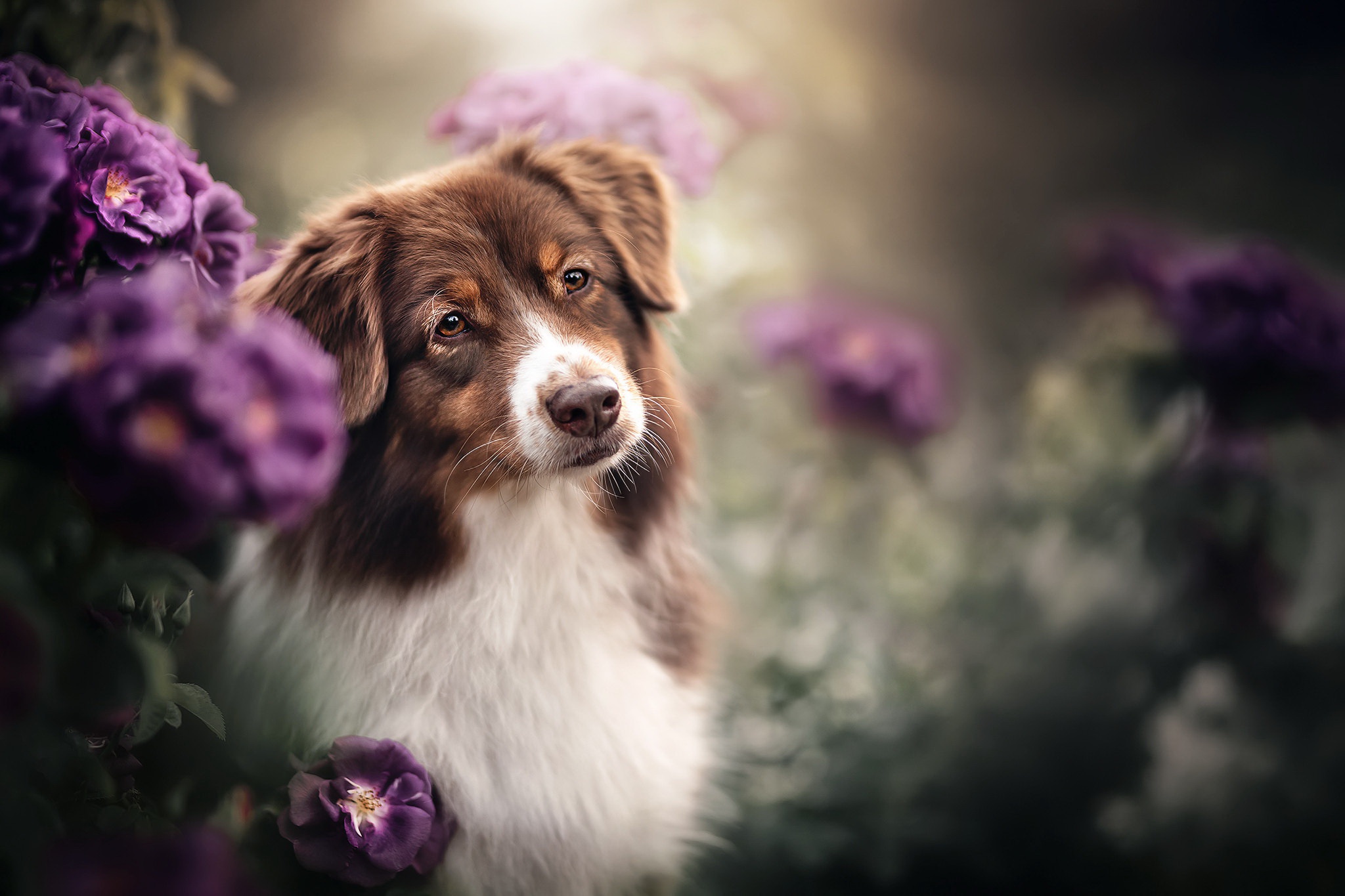 Animal Australian Shepherd HD Wallpaper