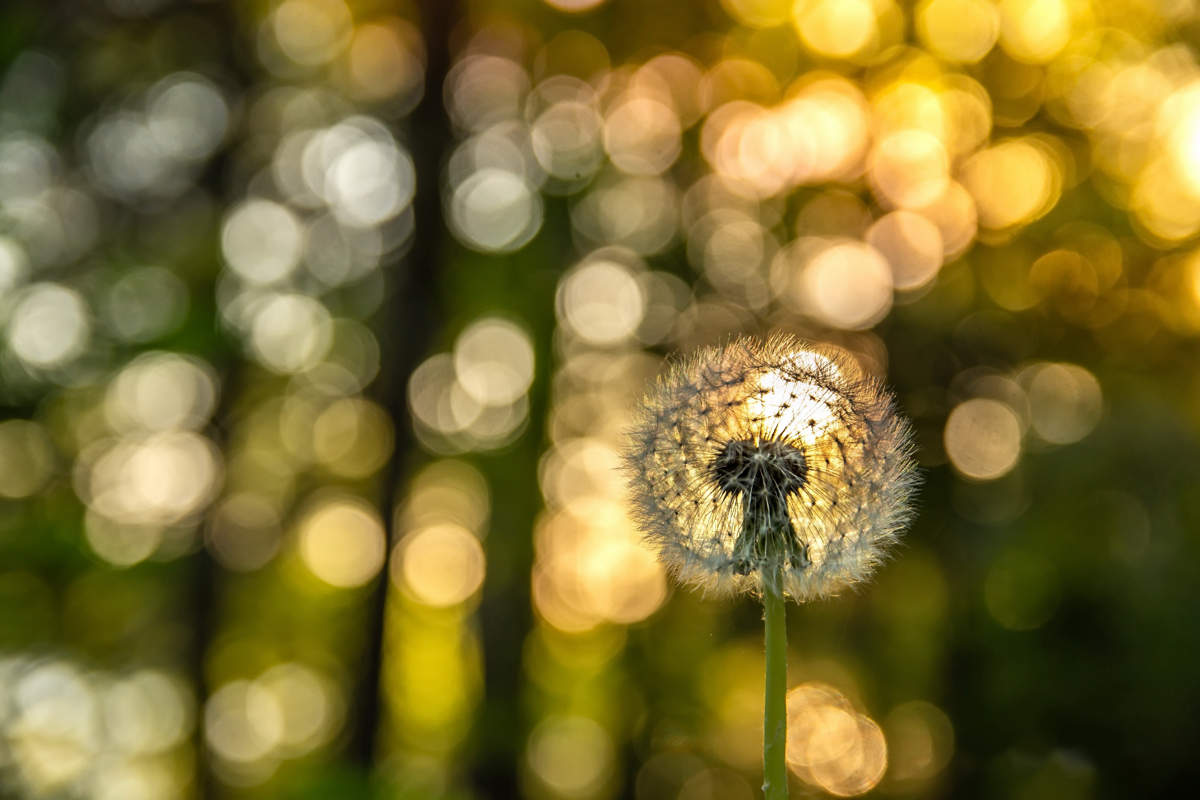 Profile Picture Dandelion On Fire