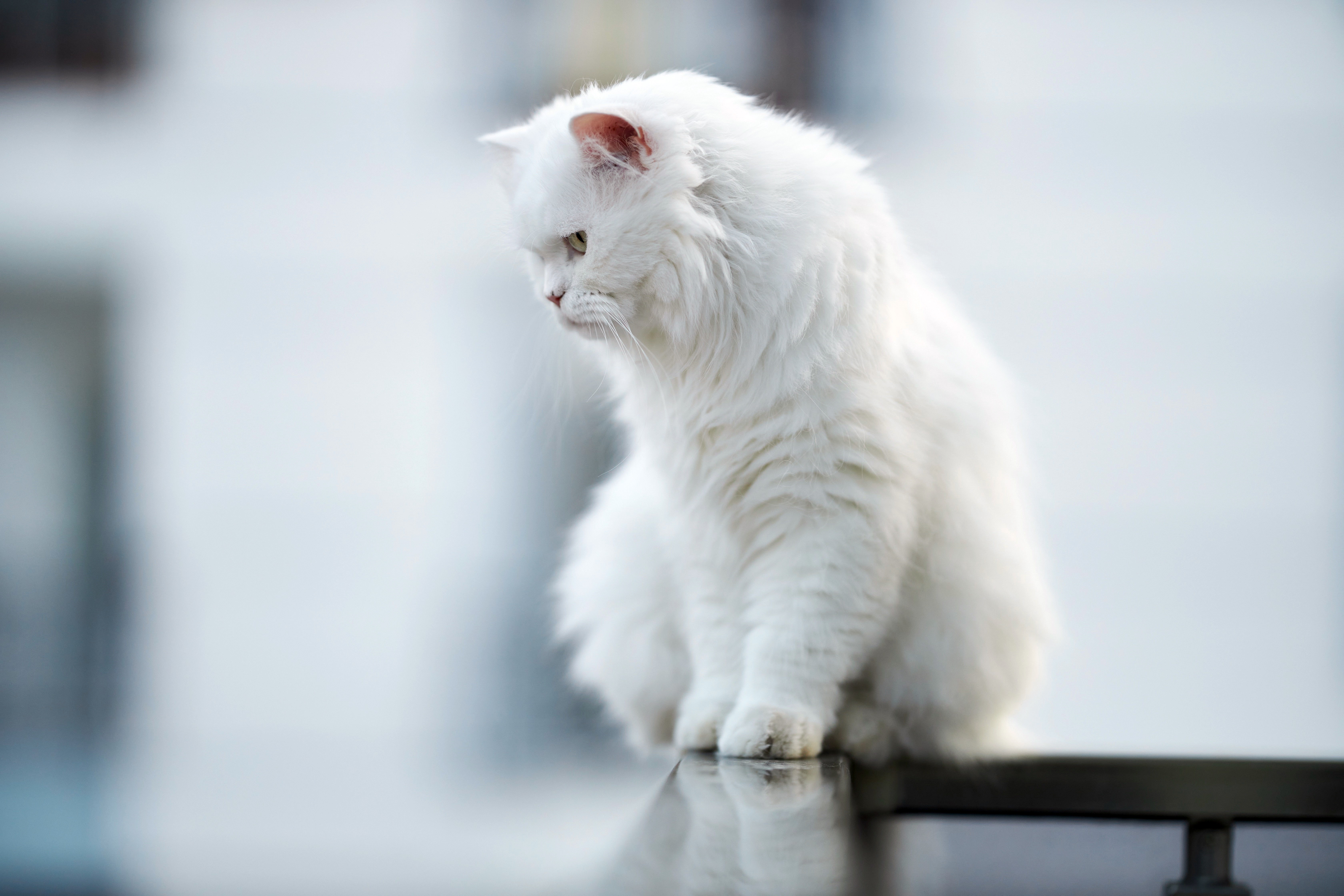 Download Animal Cat 4k Ultra HD Wallpaper