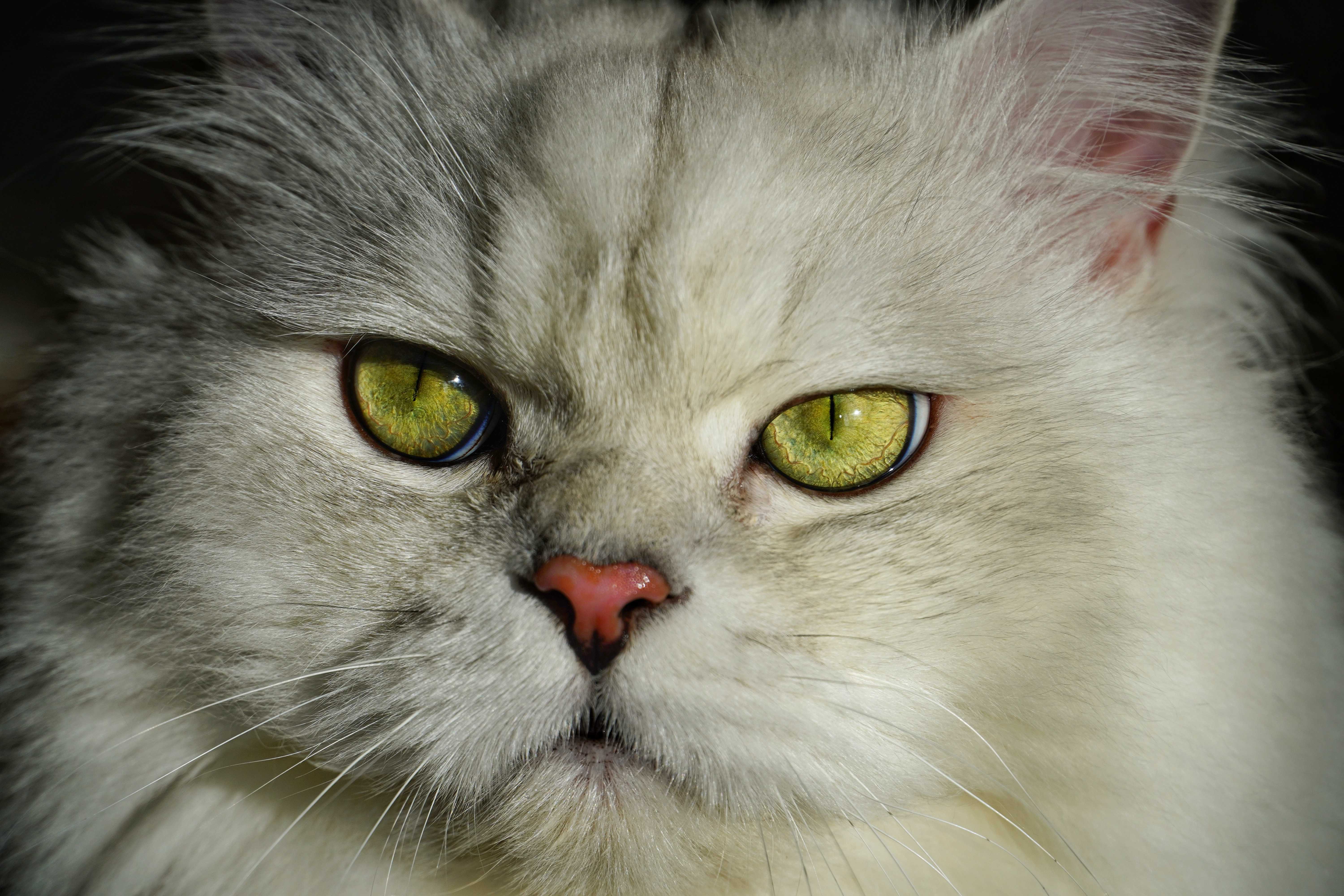 British Cat portrait