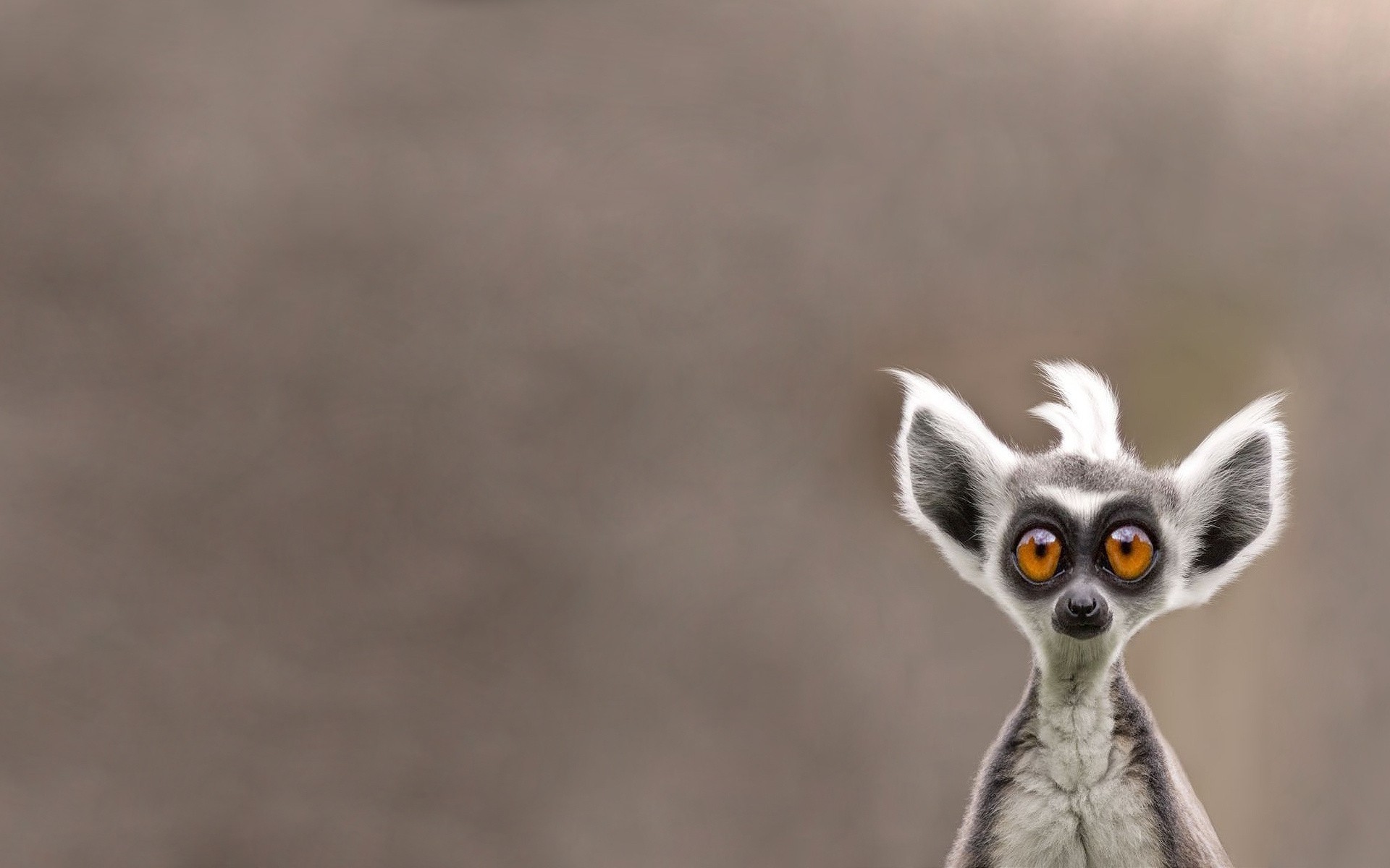 Lemur HD Wallpaper