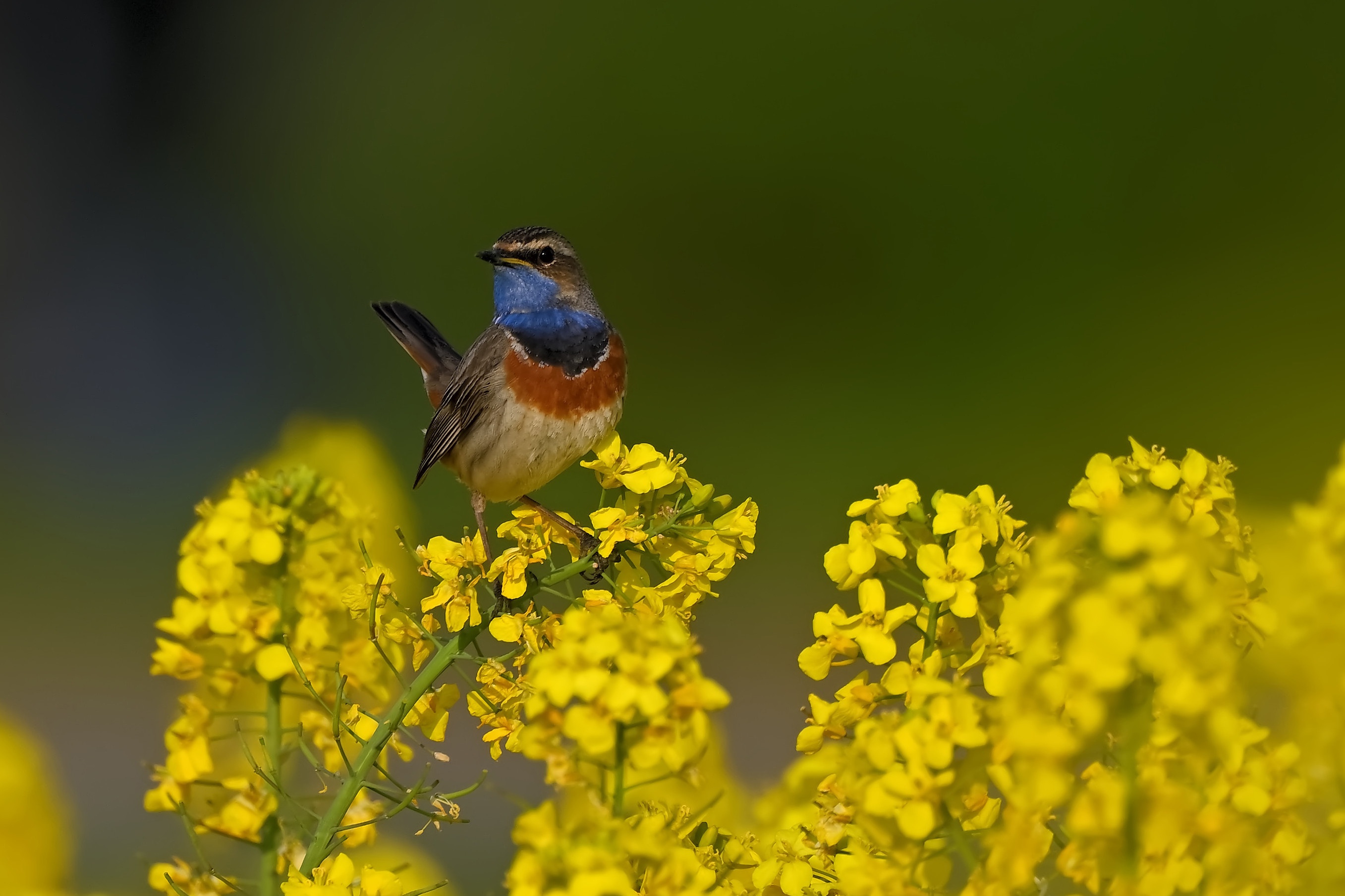 Animal Bird HD Wallpaper | Background Image