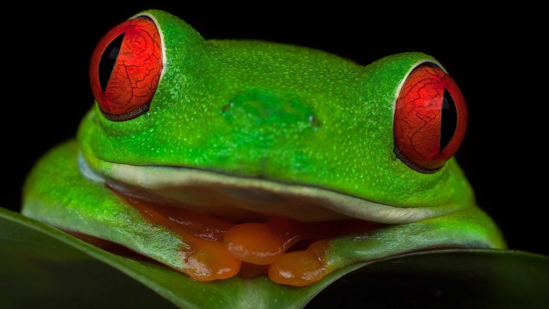 Animal Red Eyed Tree Frog HD Wallpaper | Background Image