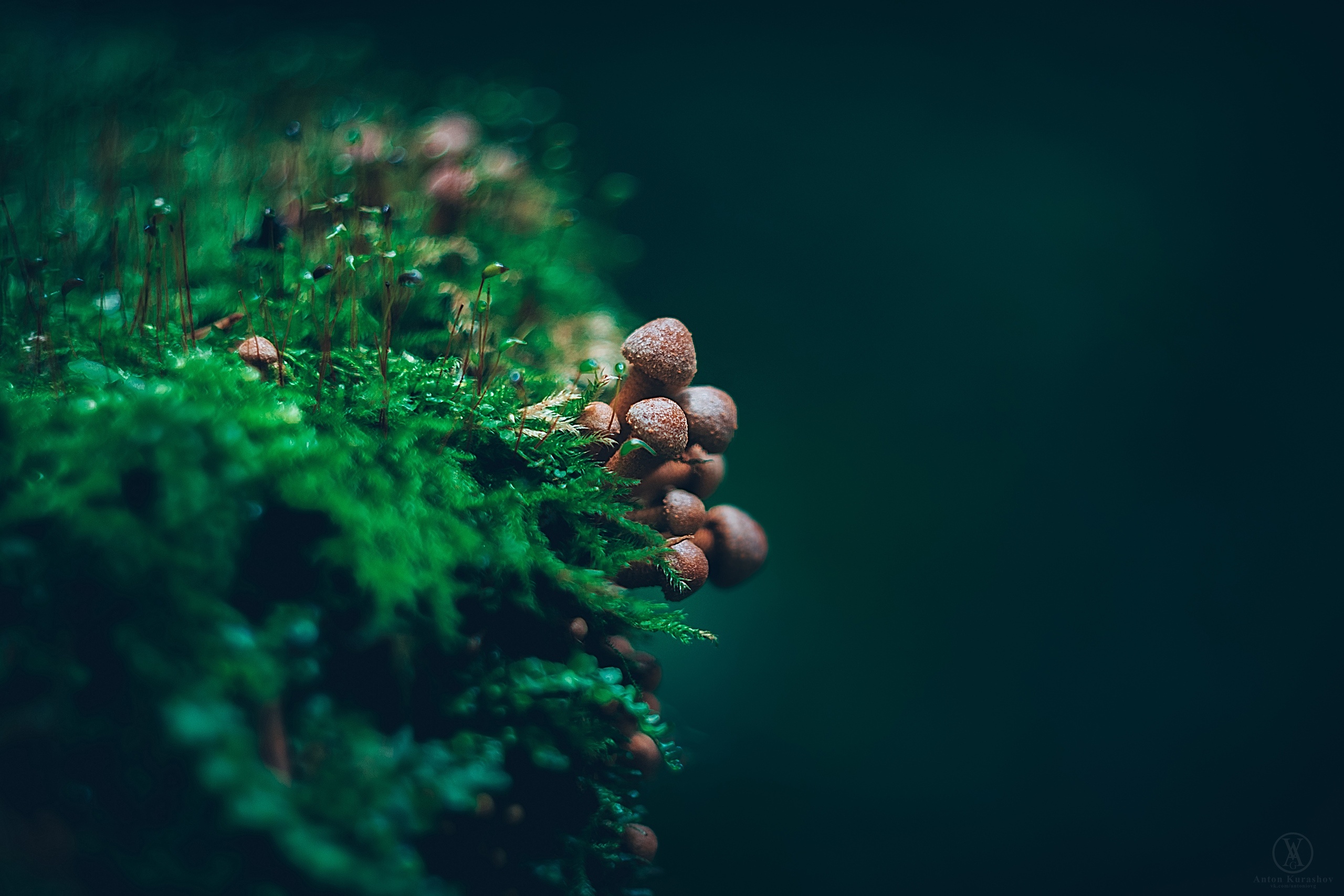 Download Moss Macro Nature Mushroom Hd Wallpaper