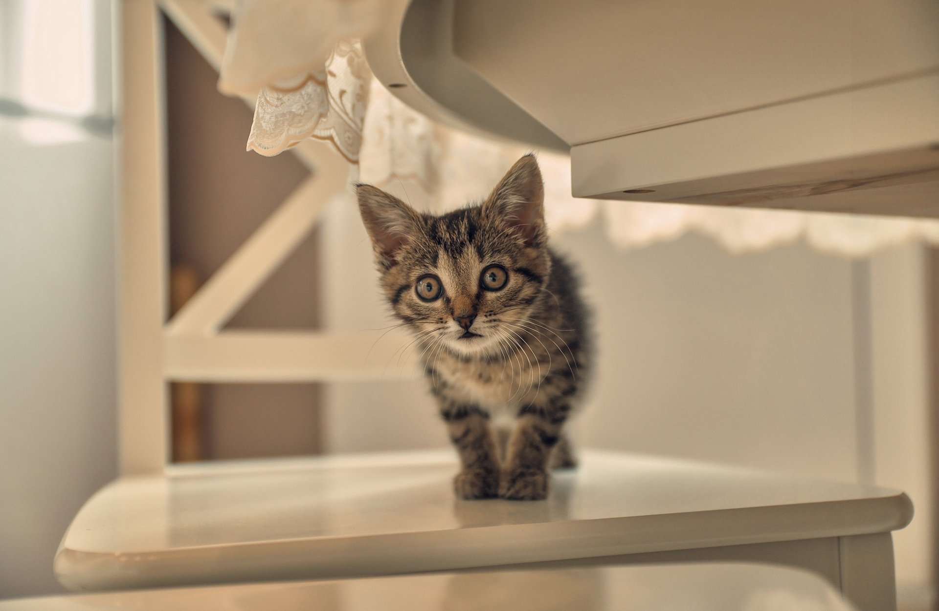 HD desktop wallpaper featuring a curious kitten, a baby animal and cat, standing on a white surface in a softly lit indoor setting.