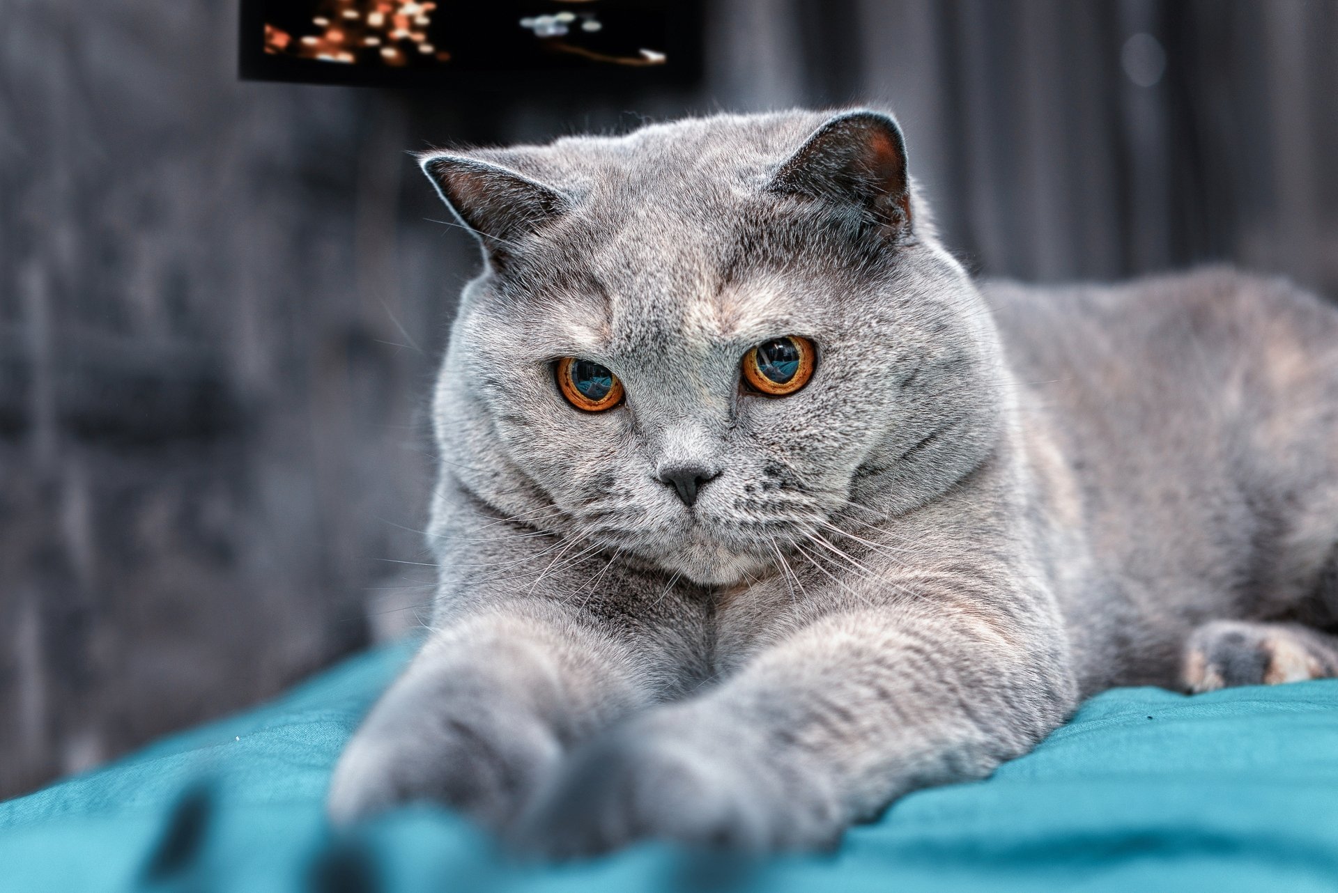 Download Animal British Shorthair HD Wallpaper