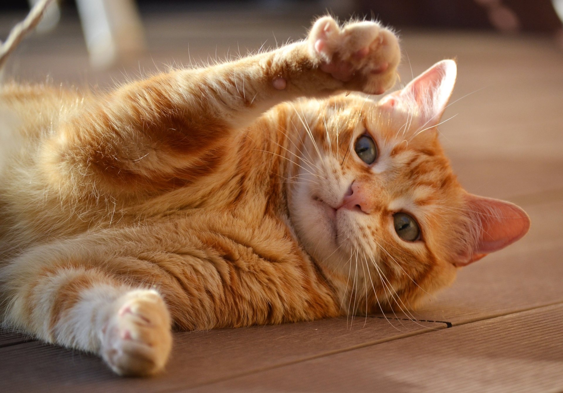 Close-up of an orange tabby cat lying on its side with paw raised, captured in vibrant detail for a 4K Ultra HD PC desktop wallpaper background.