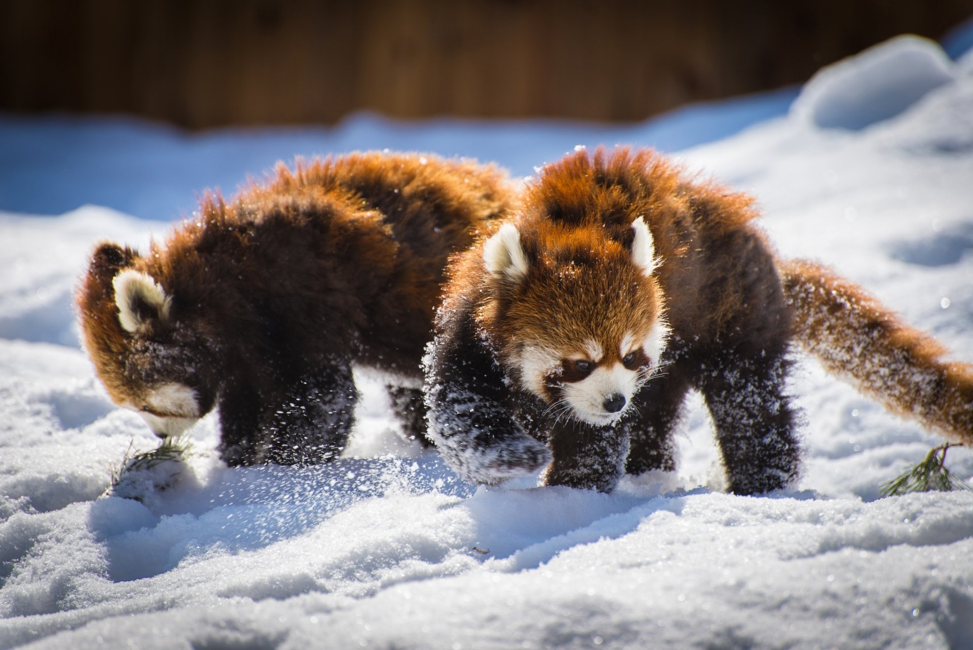 Download Snow Animal Red Panda Winter Animals HD Wallpaper