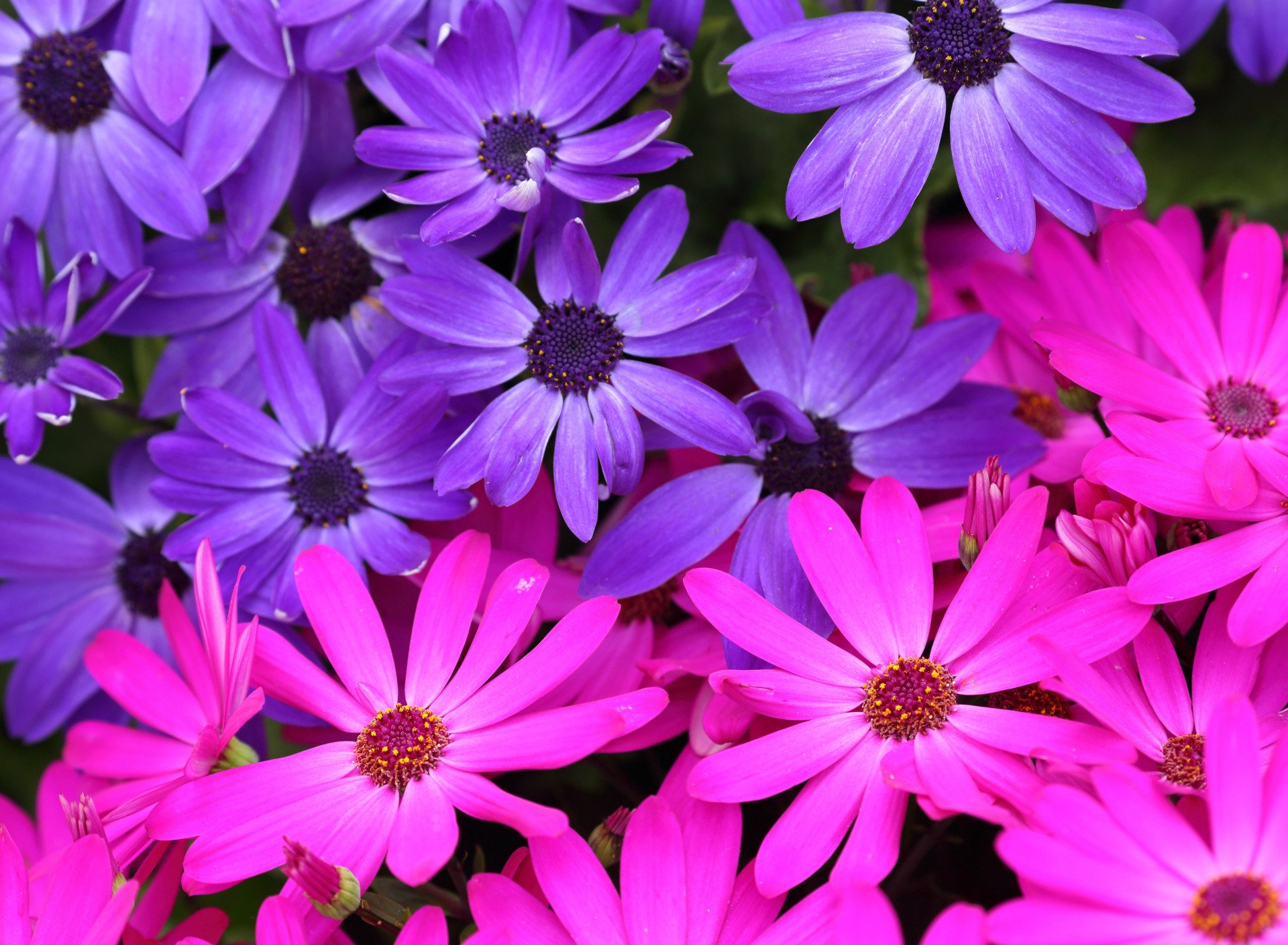 Pink and Purple Daisies HD Wallpaper | Background Image ...
