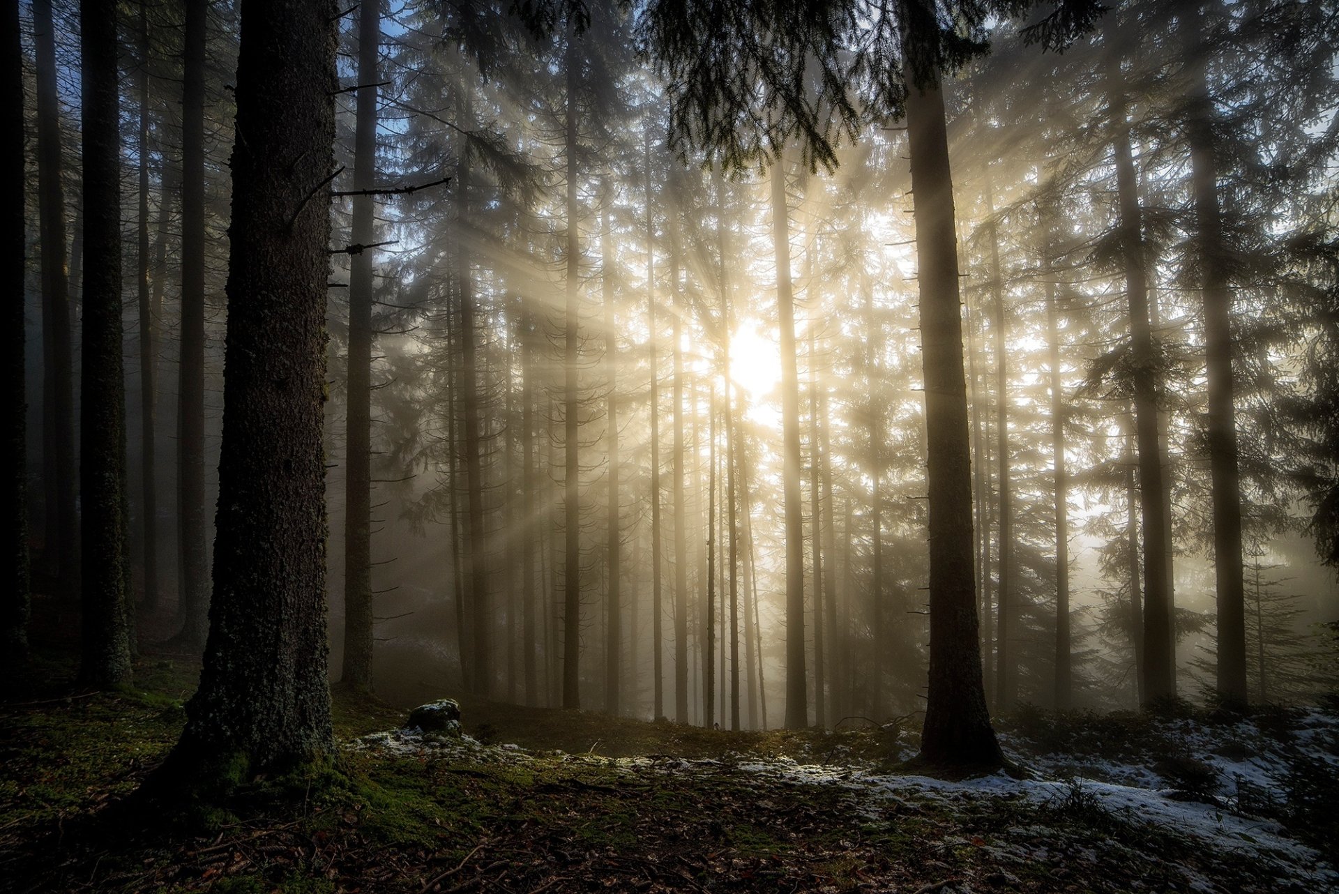 Download Forest Nature Sunbeam HD Wallpaper | 2000x1335 | Wallpaper Abyss