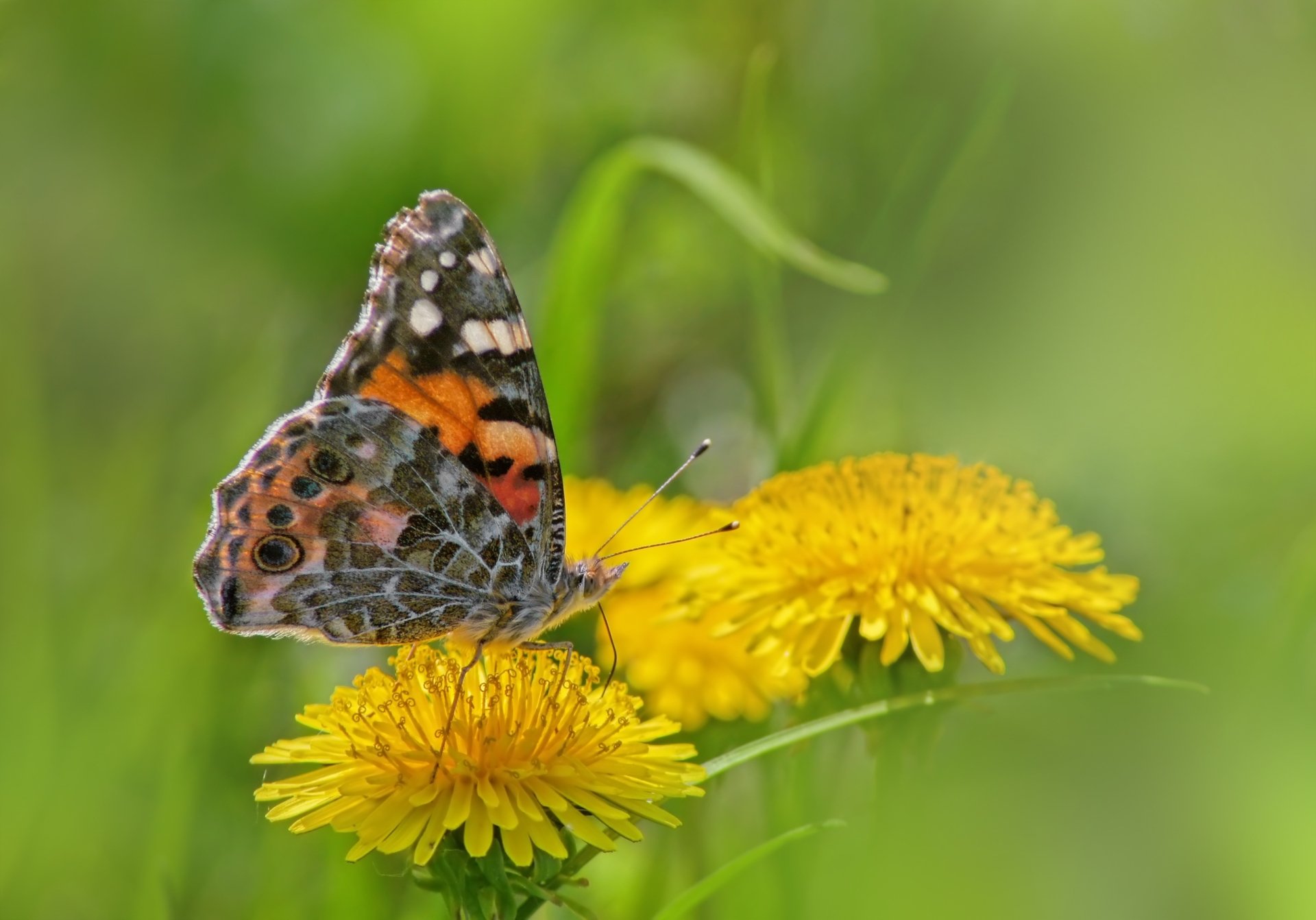 Download Flower Macro Insect Dandelion Animal Butterfly  HD Wallpaper