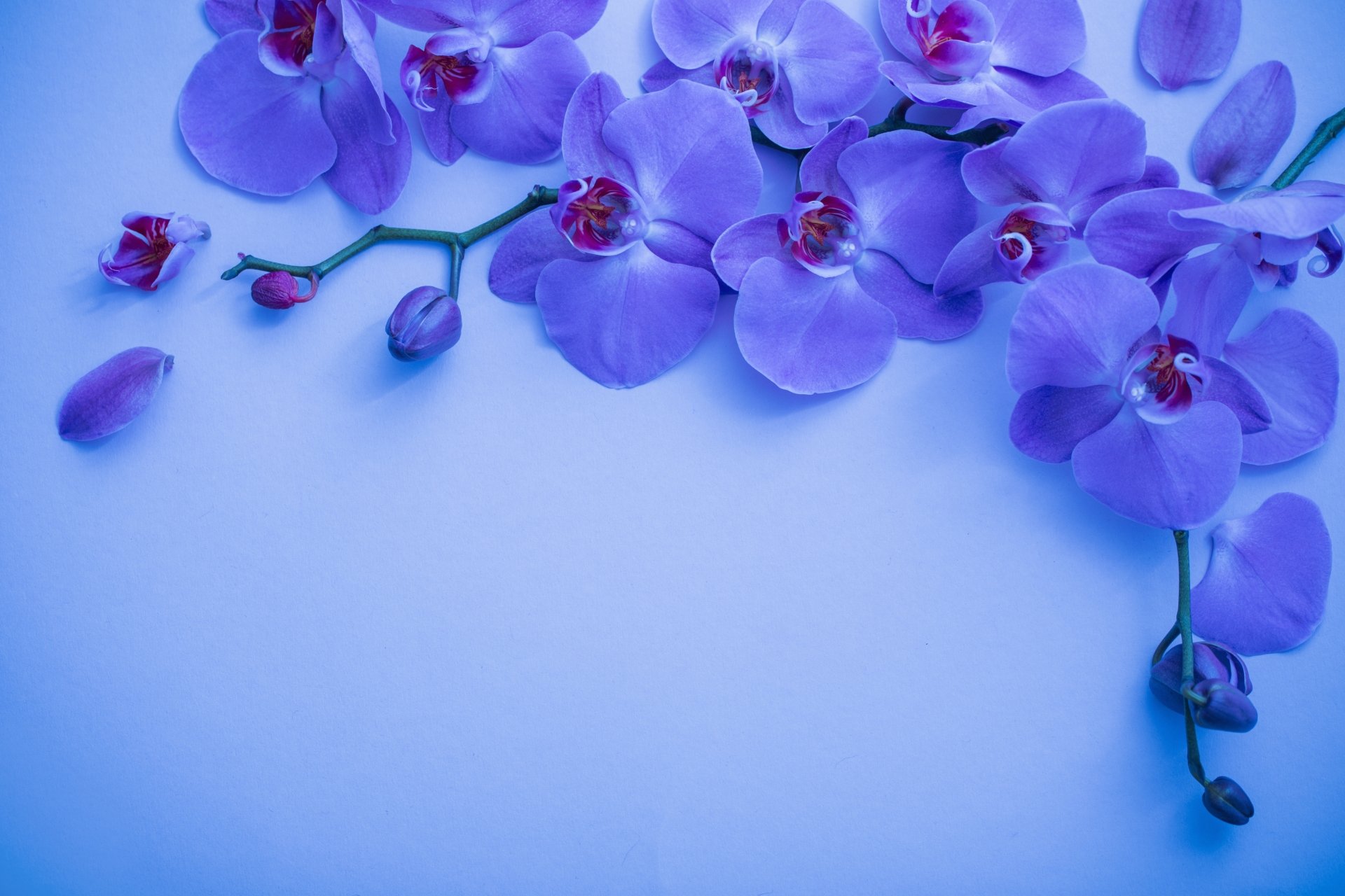 Download Flower Nature Orchid 4k Ultra HD Wallpaper | 5472x3648 ...