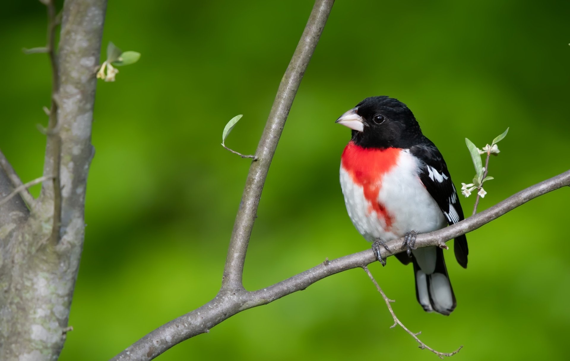 Download Grosbeak Bird Animal Cardinal HD Wallpaper