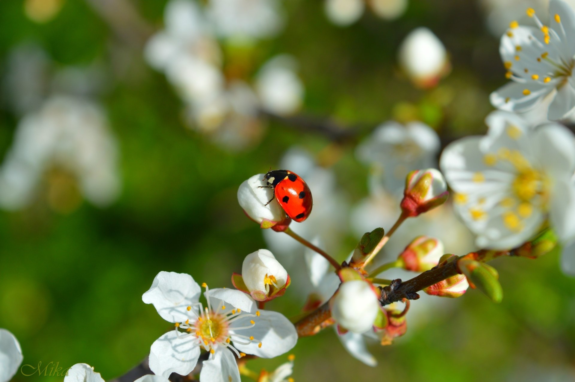 Red ladybug on white spring blossoms, close-up of an insect and flowers — 2K Quad HD PC wallpaper background