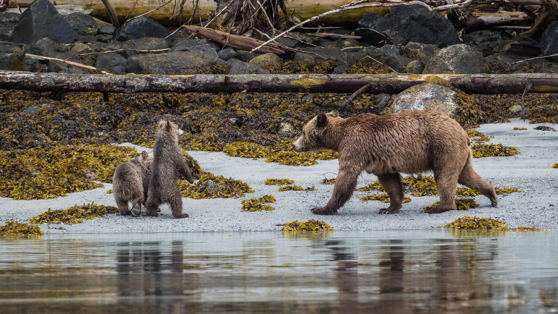 Download Baby Animal Animal Bear HD Wallpaper