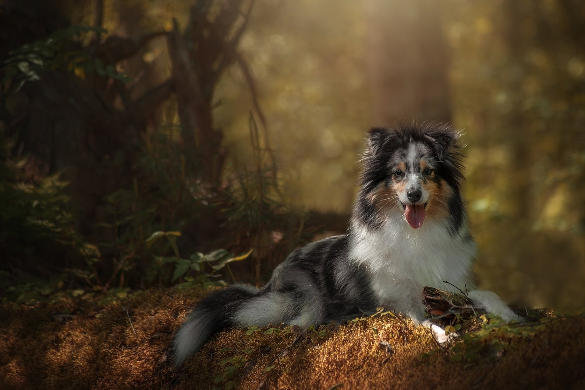 Download Depth Of Field Dog Animal Australian Shepherd HD Wallpaper