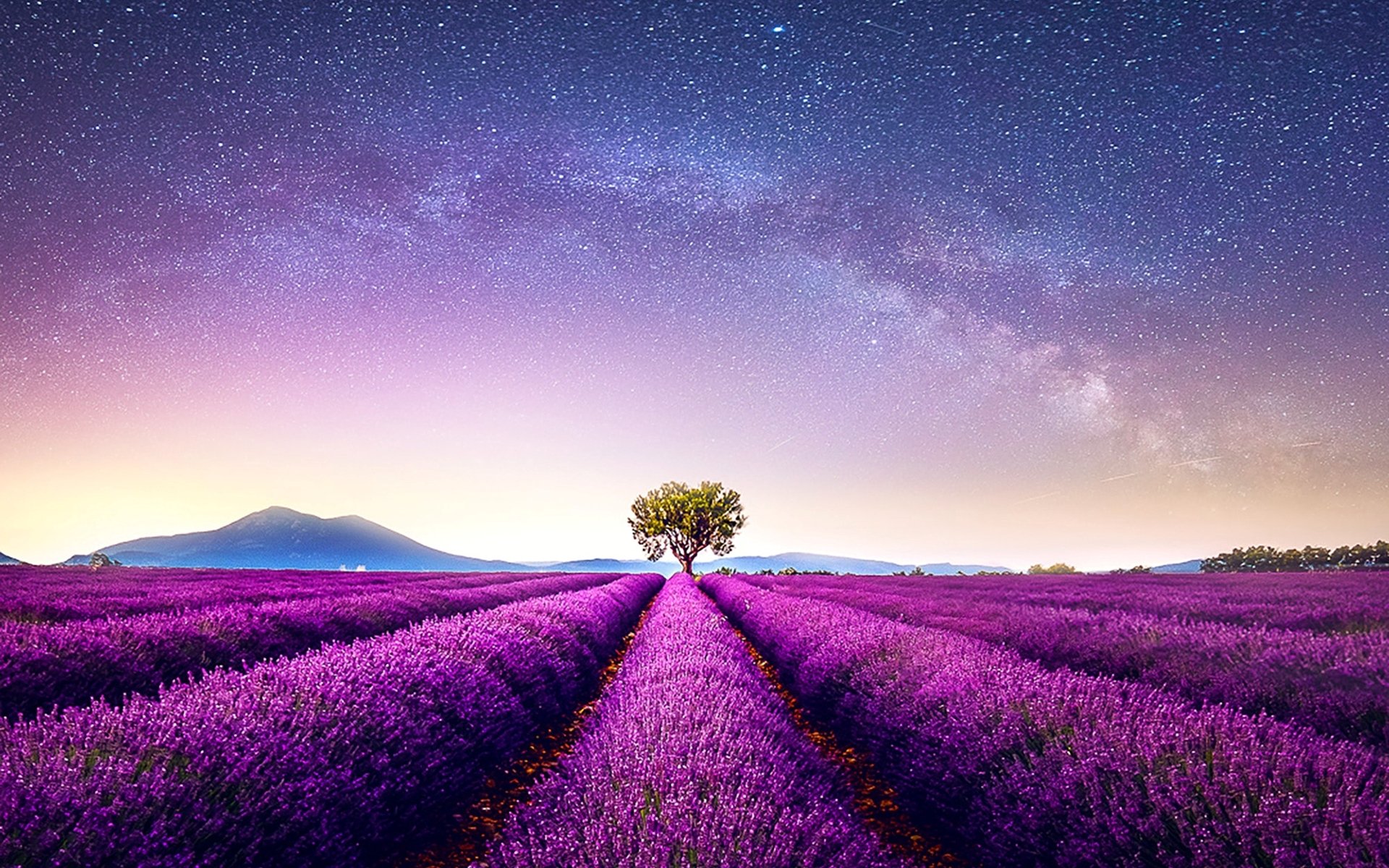 Lavender HD Wallpaper | Background Image | 1920x1200