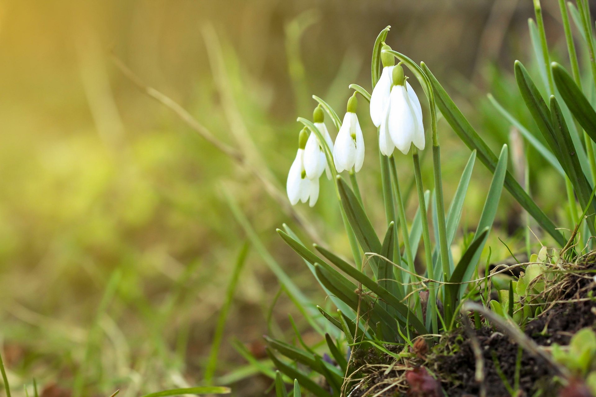 Close-up of white snowdrop flowers emerging from spring greenery with warm sunlight — 2K Quad HD PC desktop wallpaper and background.
