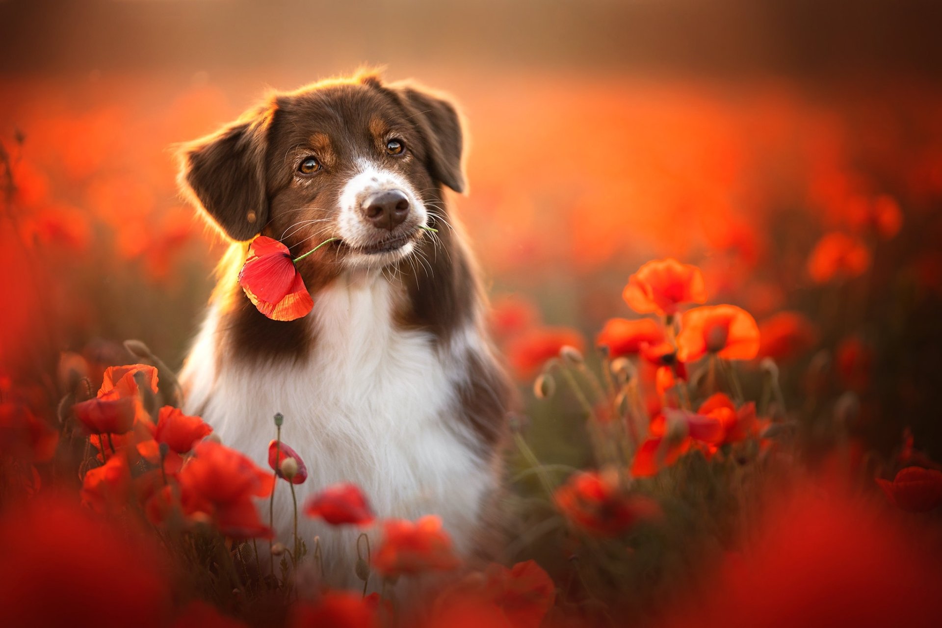 Australian Shepherd HD Wallpaper | Background Image | 2048x1365 | ID