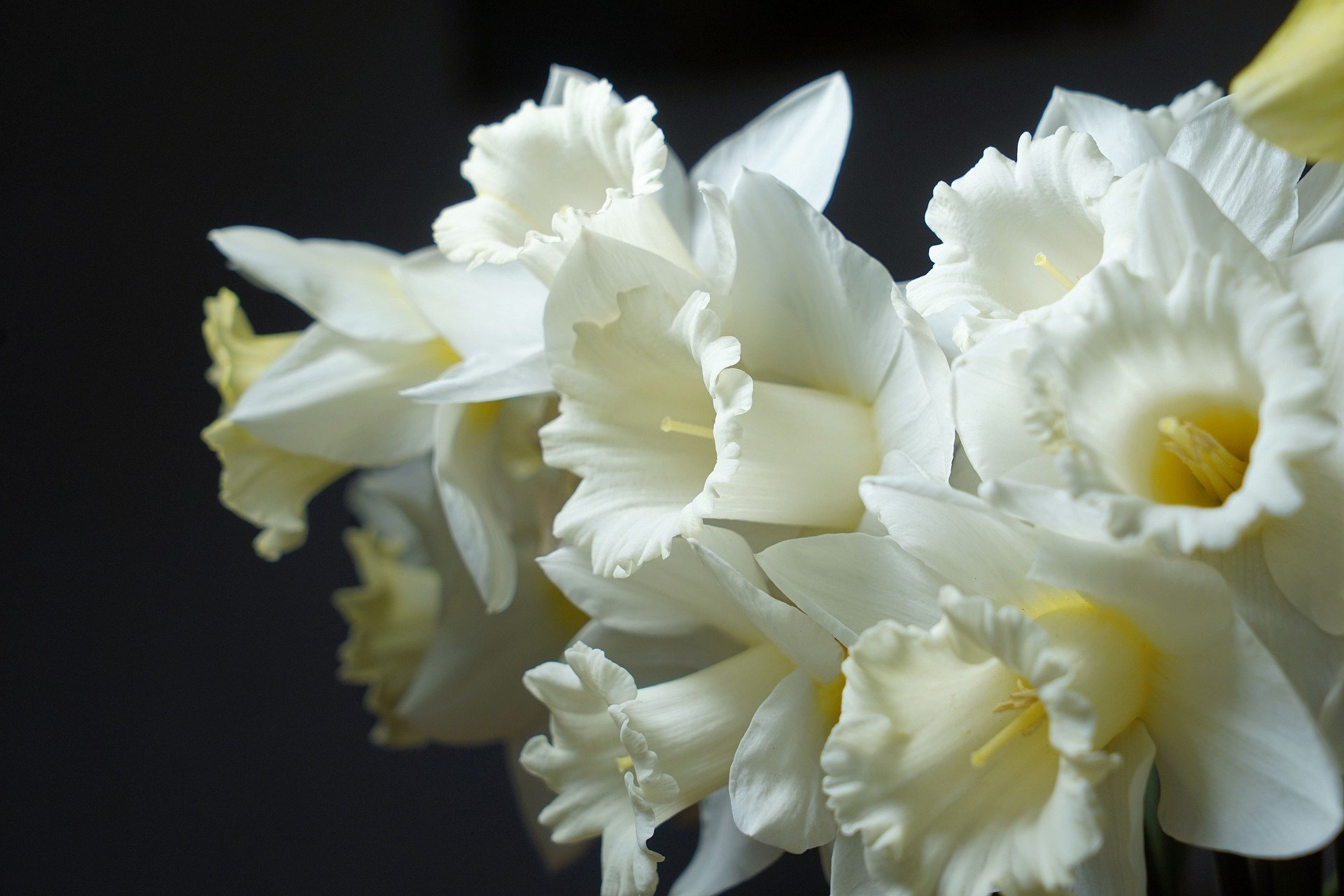Download Narcissus Nature Daffodil HD Wallpaper
