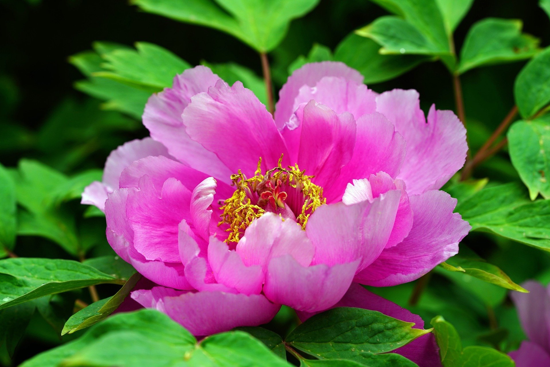 Download Nature Peony HD Wallpaper