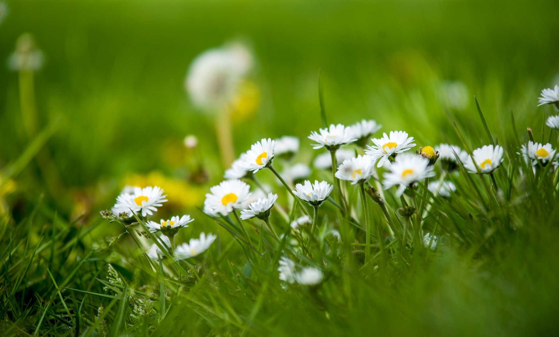 Download Nature Chamomile 4k Ultra HD Wallpaper
