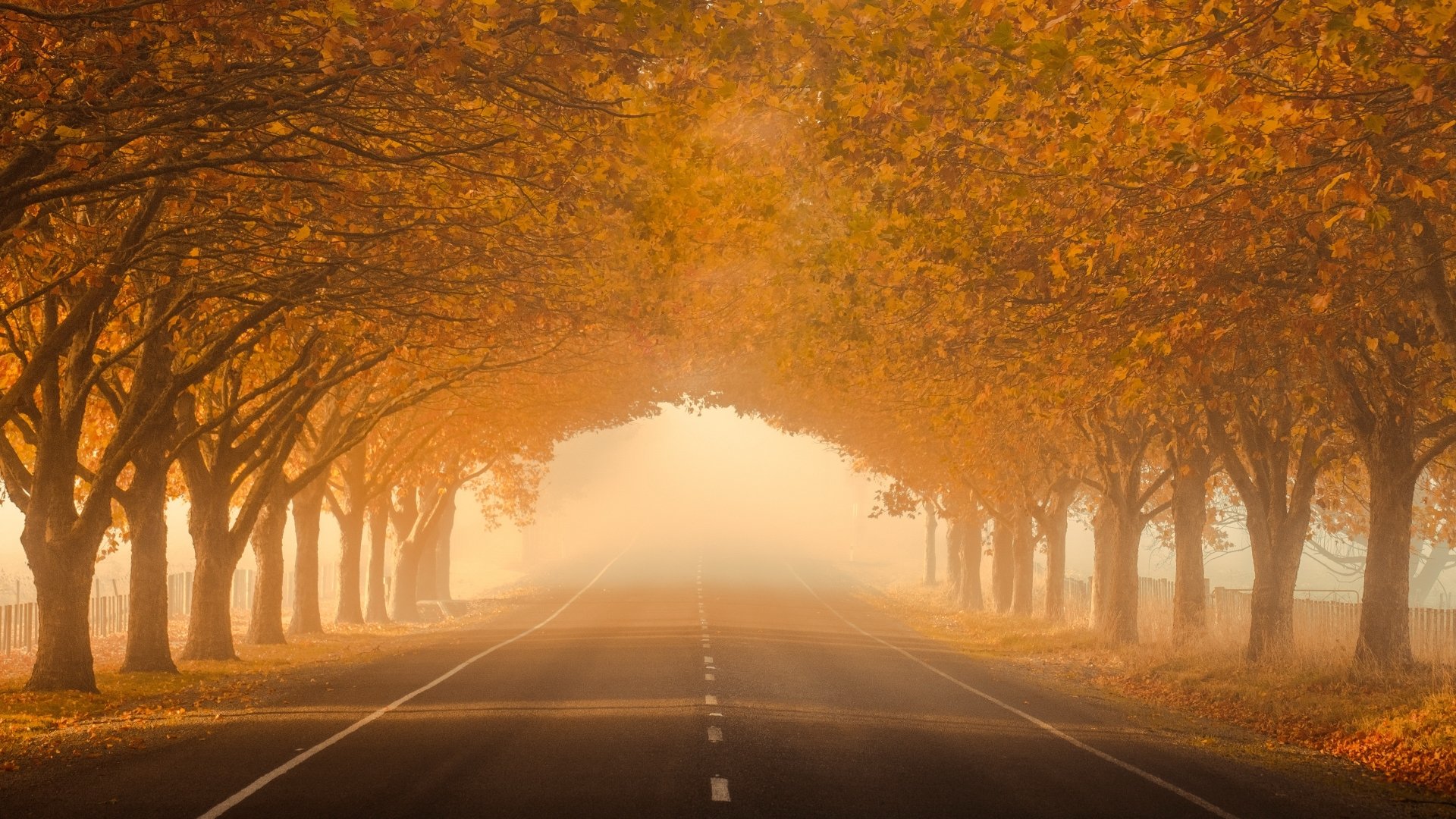 Download Tree-lined Fog Fall Man Made Road 4k Ultra HD Wallpaper
