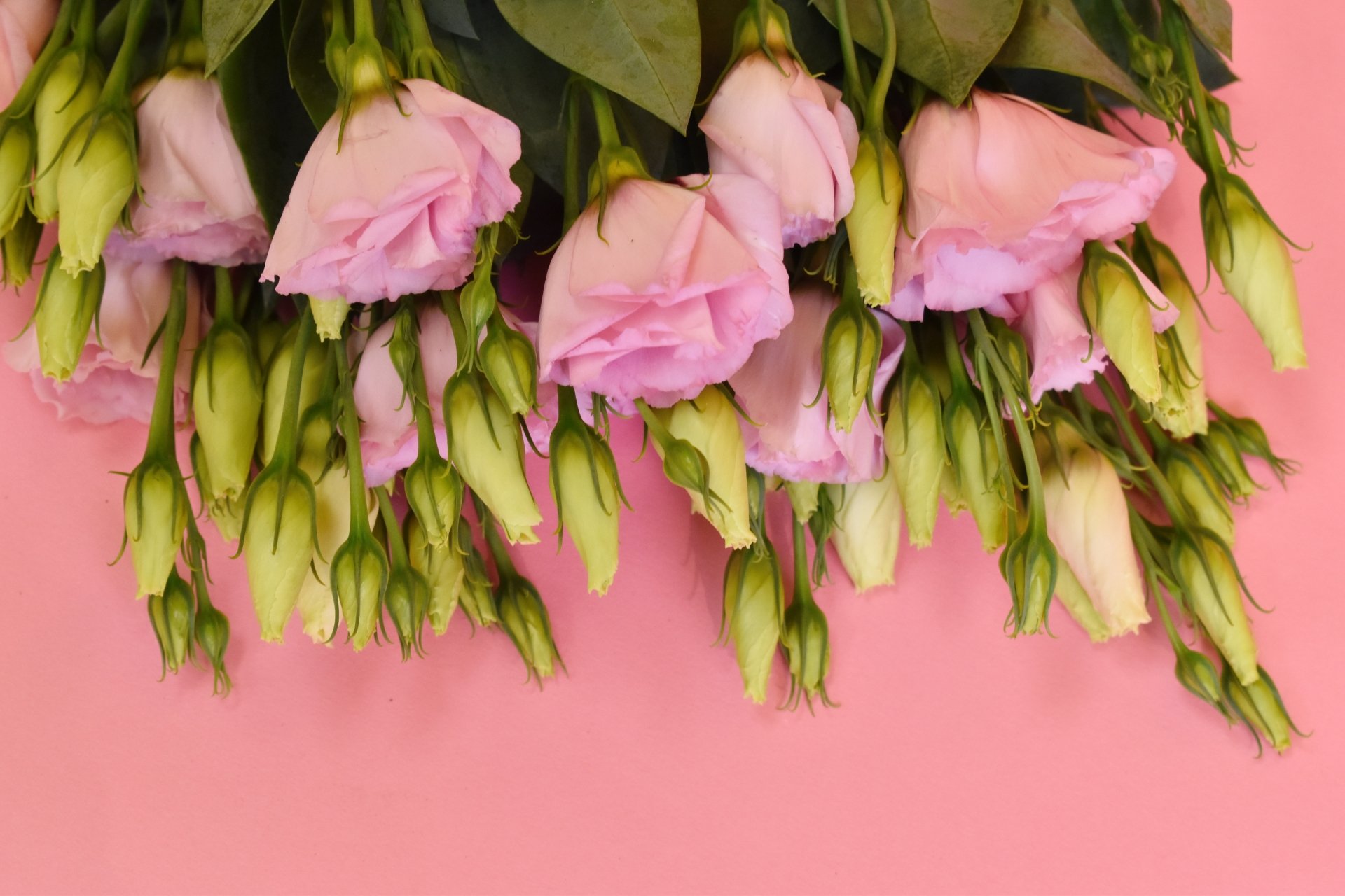 Download Eustoma Man Made Flower 4k Ultra HD Wallpaper