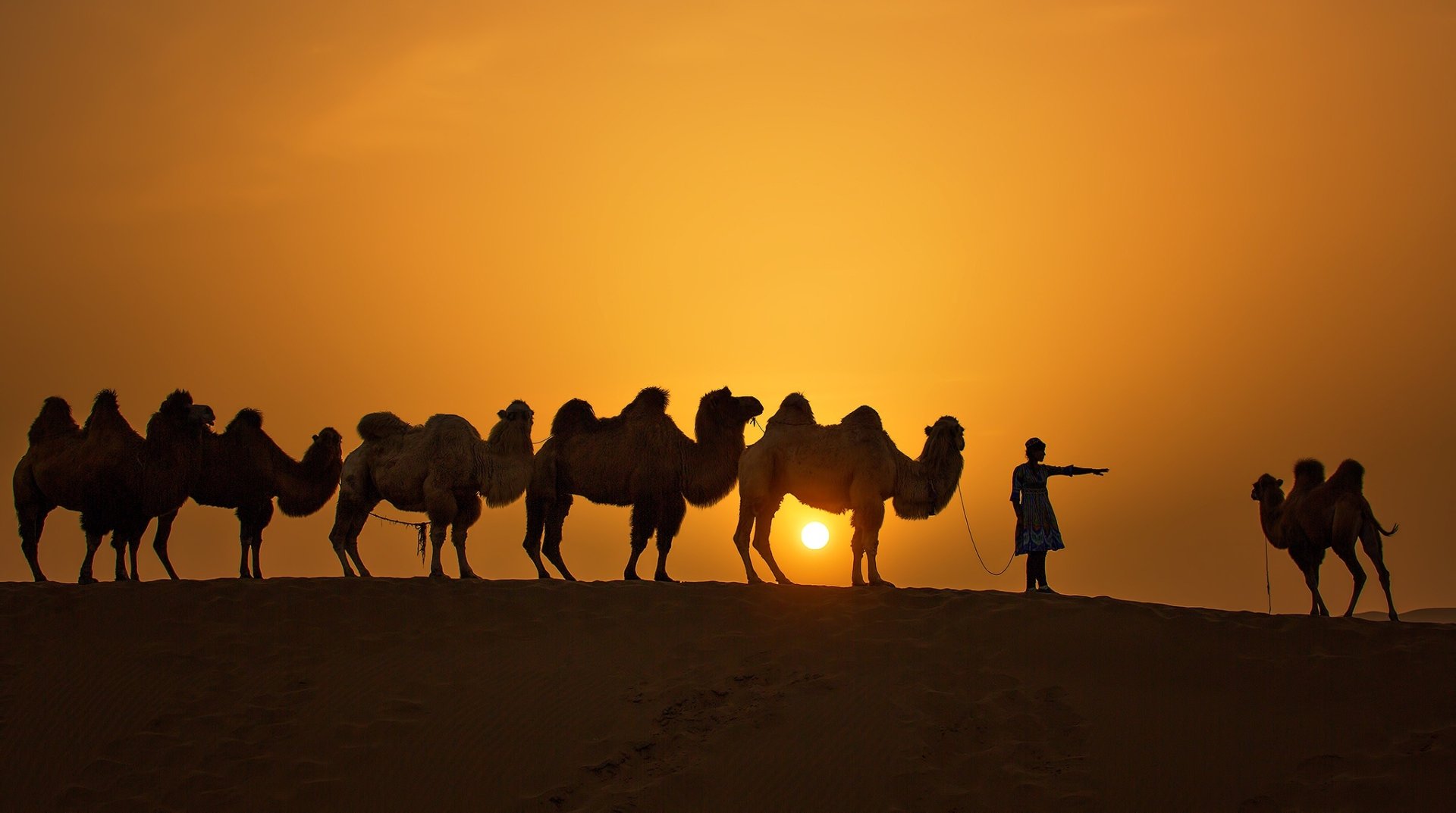 Download Camel Silhouette Sunset Sun Photography Caravan HD Wallpaper