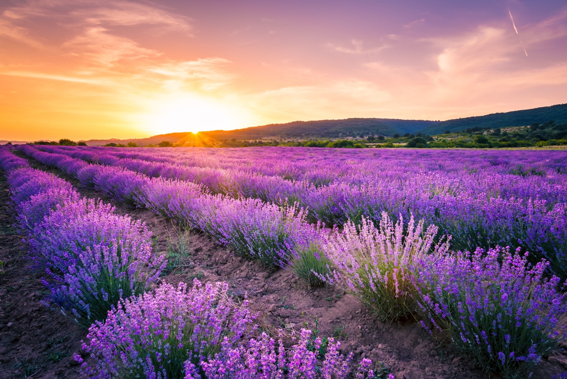 Download Flower Sunset Sky Summer Field Nature Lavender 4k Ultra HD ...