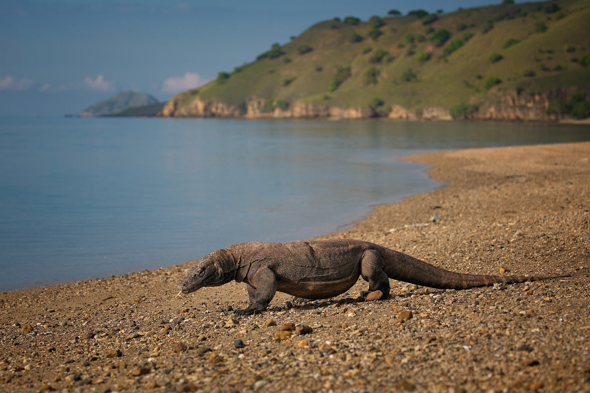HD desktop wallpaper featuring a Komodo dragon reptile walking along a sandy shoreline with calm water and a green hillside in the background.
