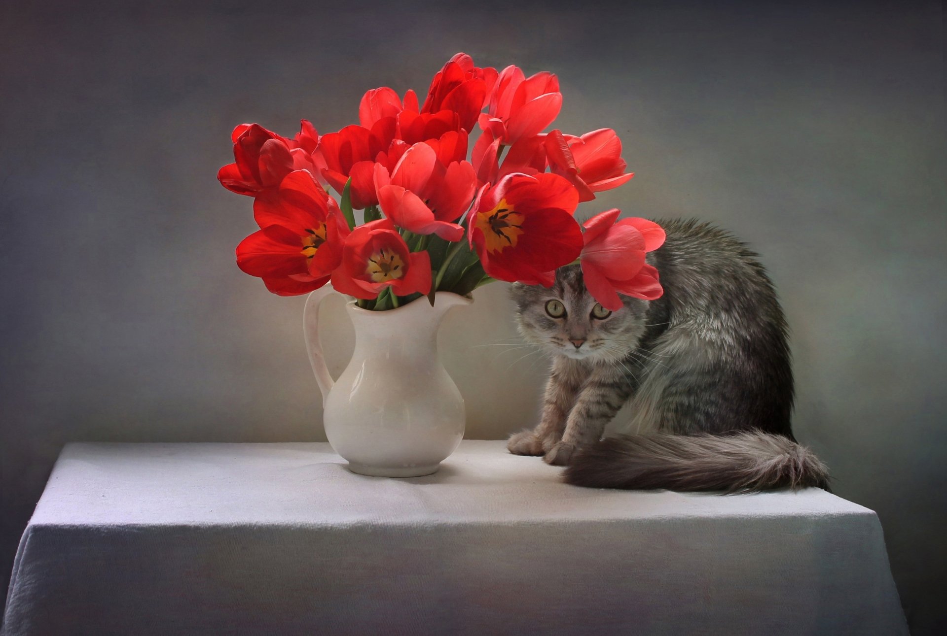 Download Animal Cat HD Wallpaper by Svetlana Kovaleva