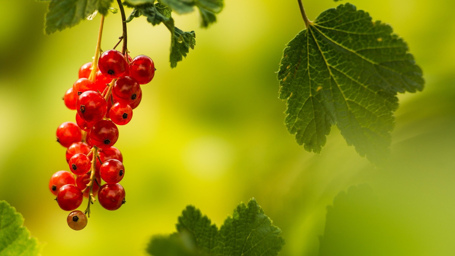 Download Food Currants HD Wallpaper