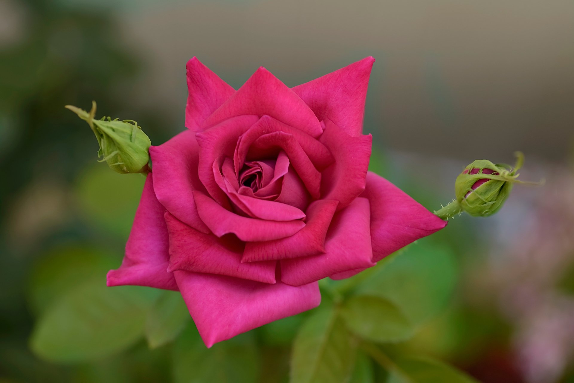 Download Nature Rose 4k Ultra HD Wallpaper | 6143x4100 | Wallpaper Abyss