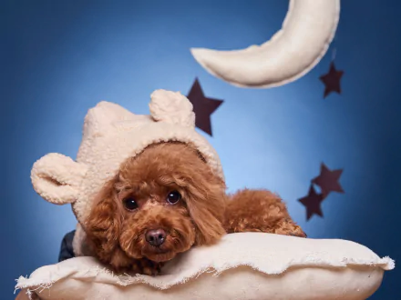 HD PC desktop wallpaper featuring a brown poodle dog wearing a bear-ear hat against a blue background with a crescent moon and star decorations.